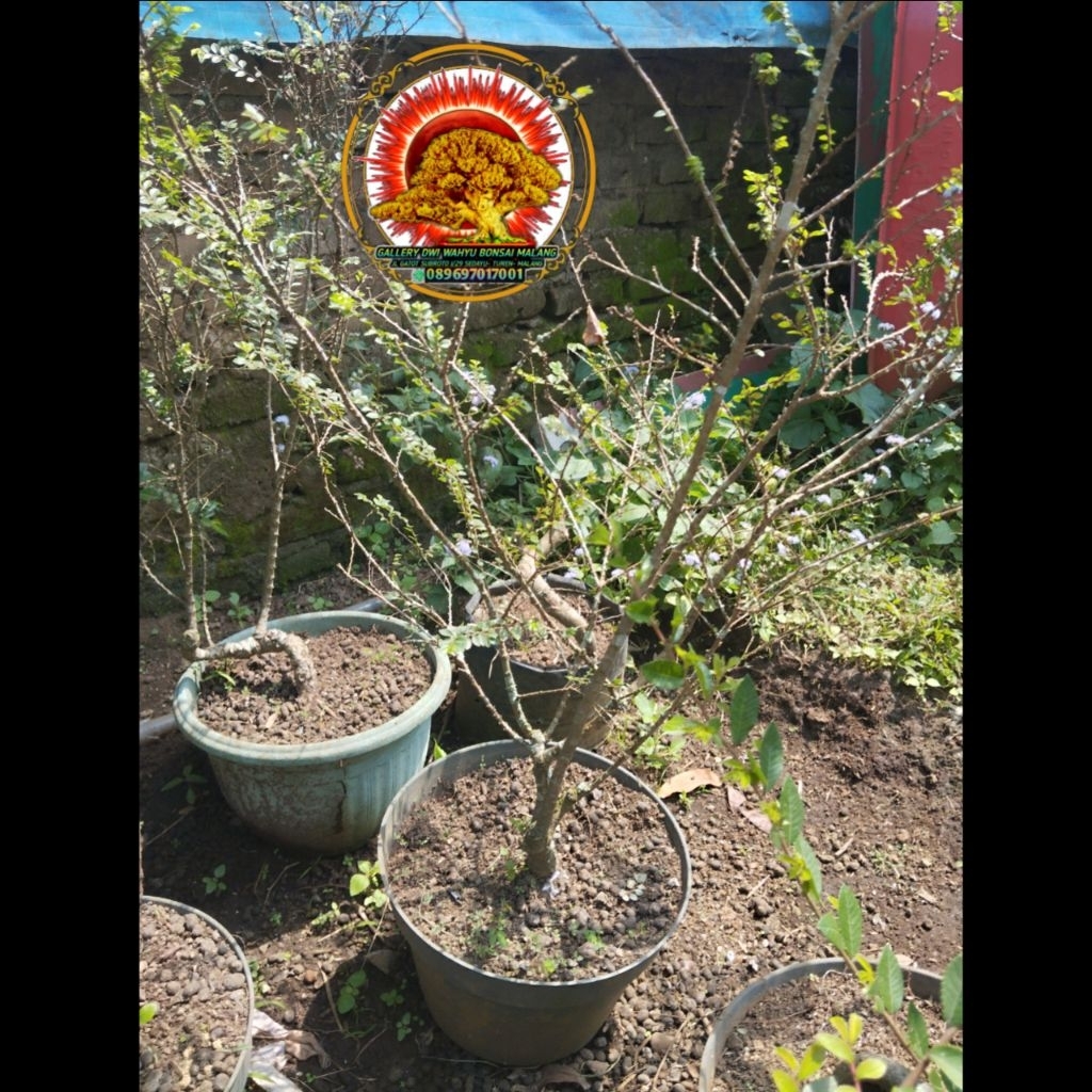 ulmus super micro original sesuai foto