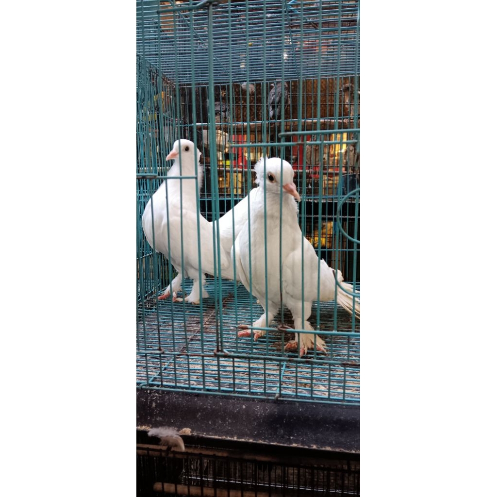 MERPATI KIPAS PUTIH