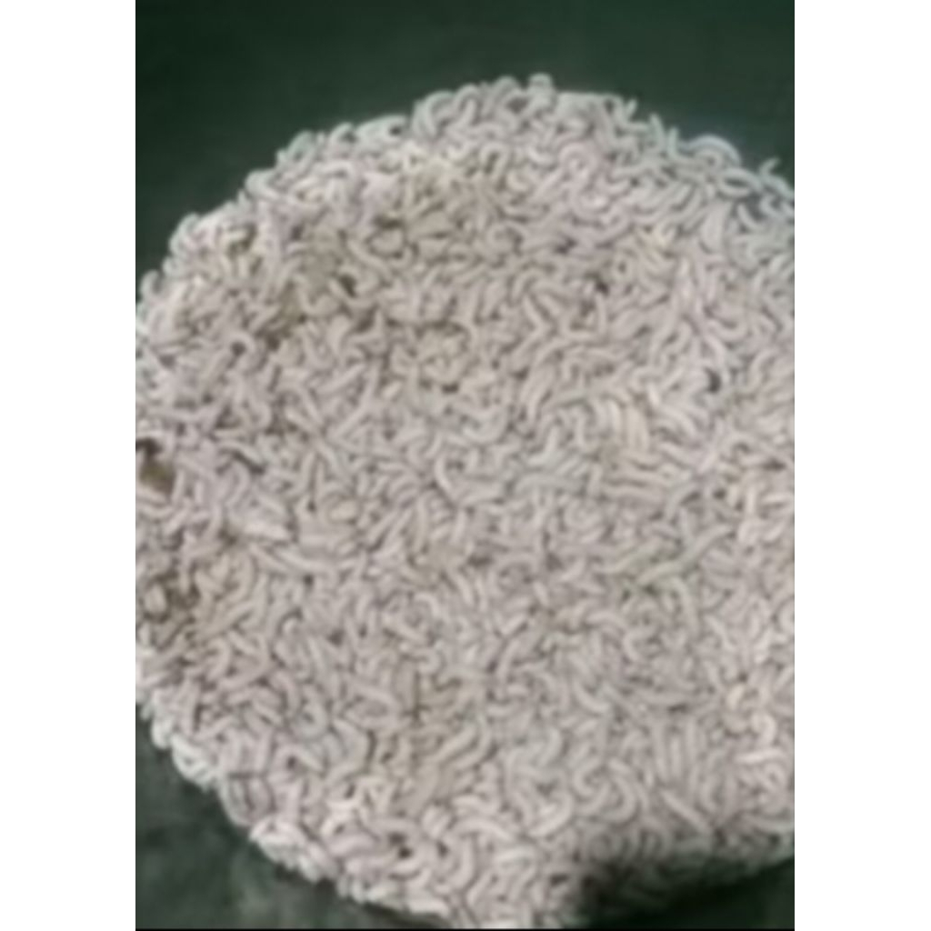 ulat bambu untuk umpan