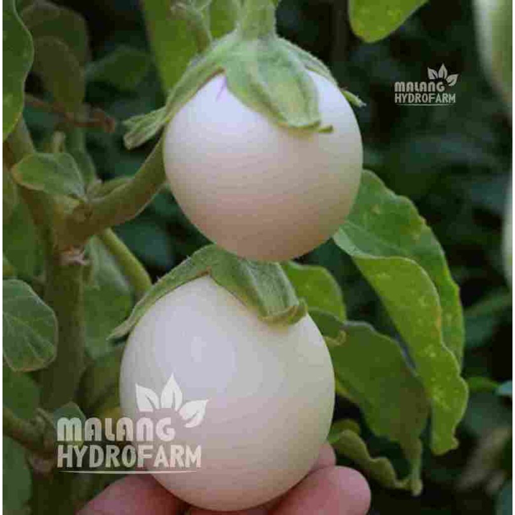 Benih terong telur putih (isi 100 butir)