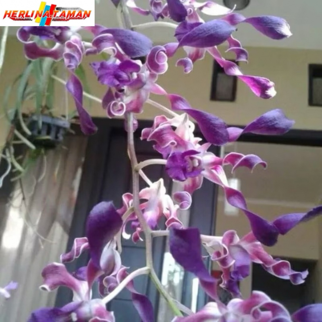 Anggrek dendrobium keriting dewasa bunga unggu