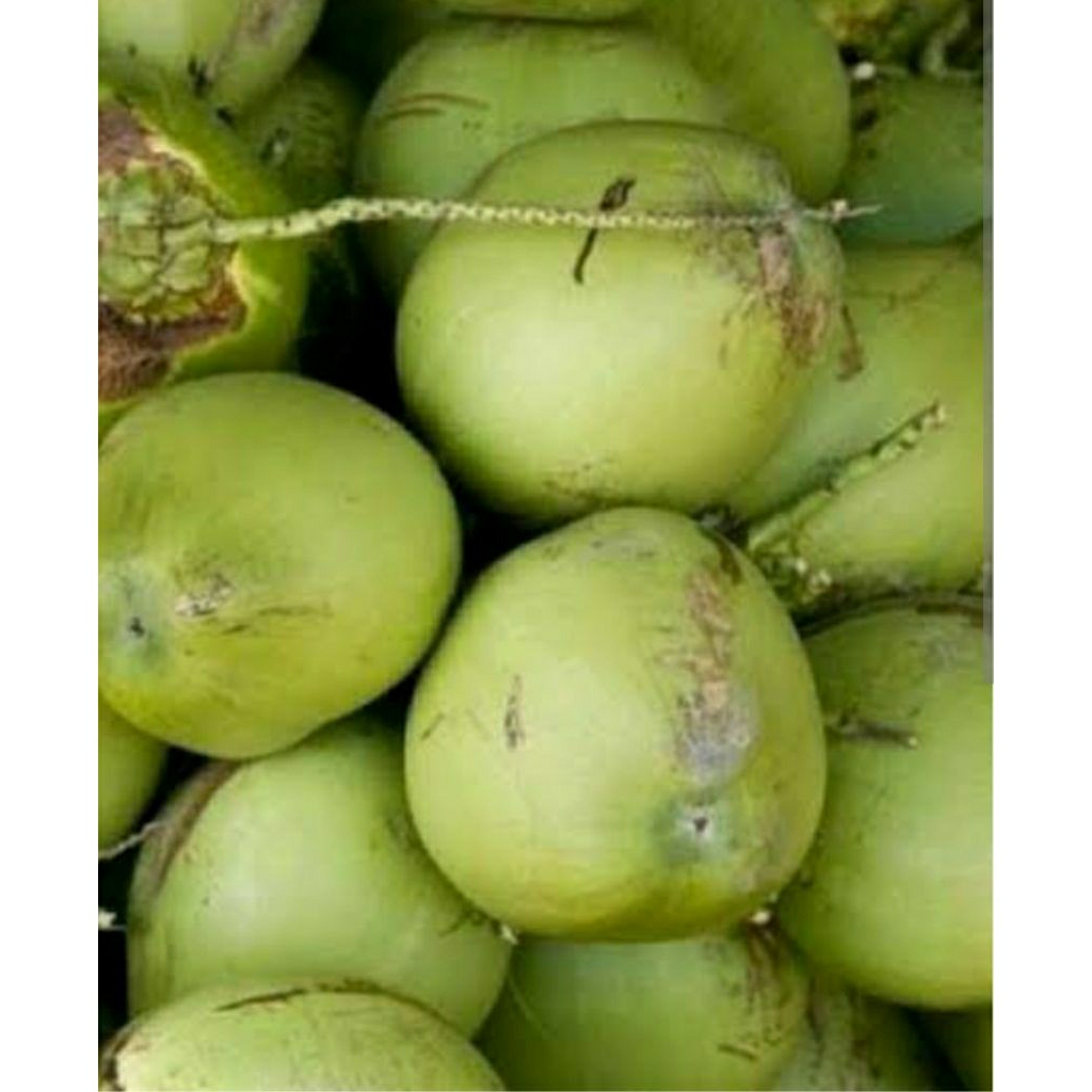 

BUAH KELAPA MUDA/DAUGAN FRESH BARU METIK
