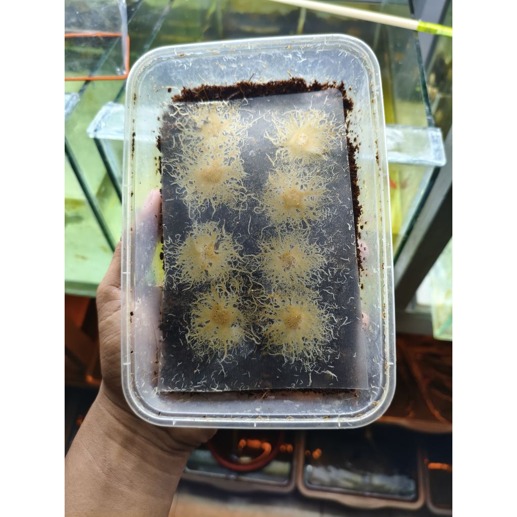 Stater Grindal Worm.