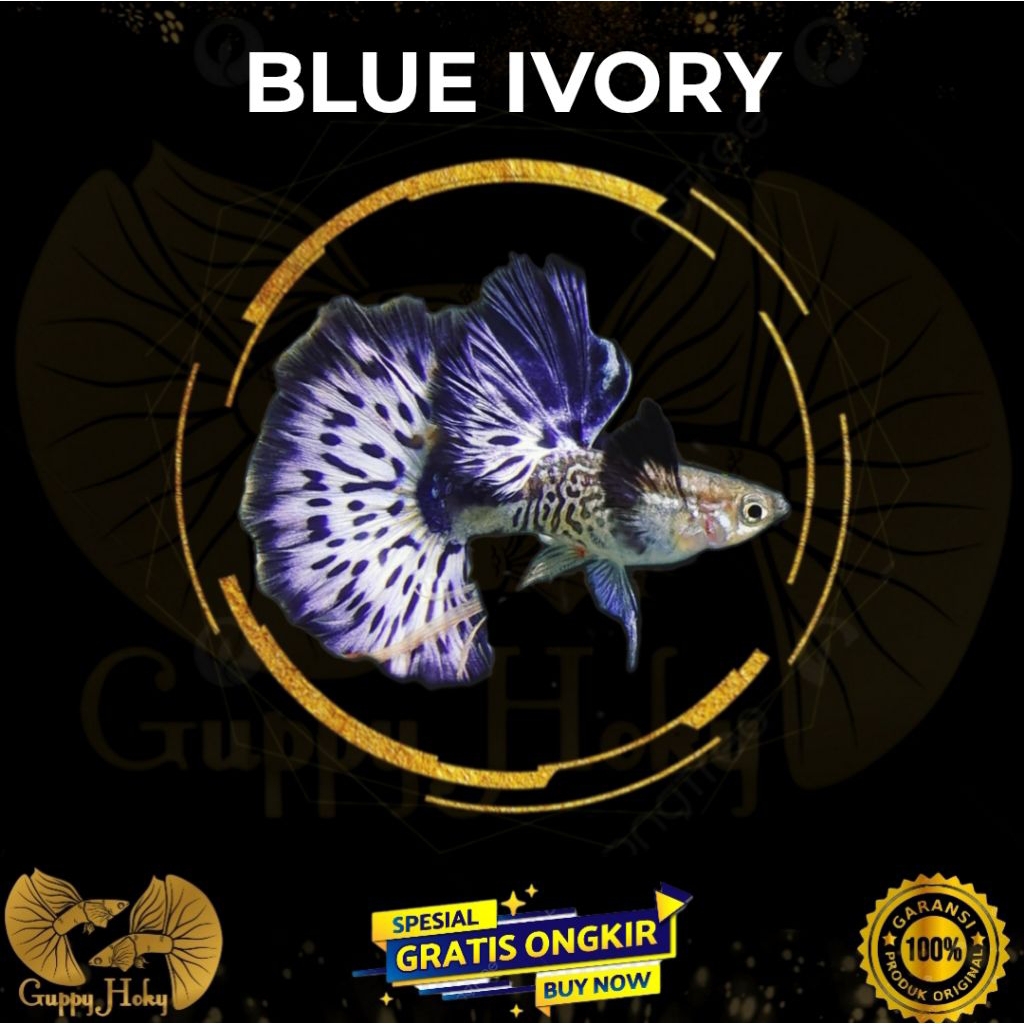 BLUE IVORY Guppy / Hiasan stiker aquarium