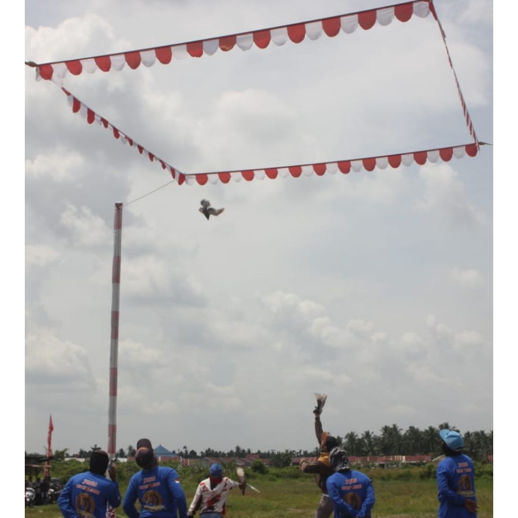 Bendera Merpati Kolong Bebas 24 Meter Ful Kotak 6 M Persegi Geber Kolong Ring Merpati