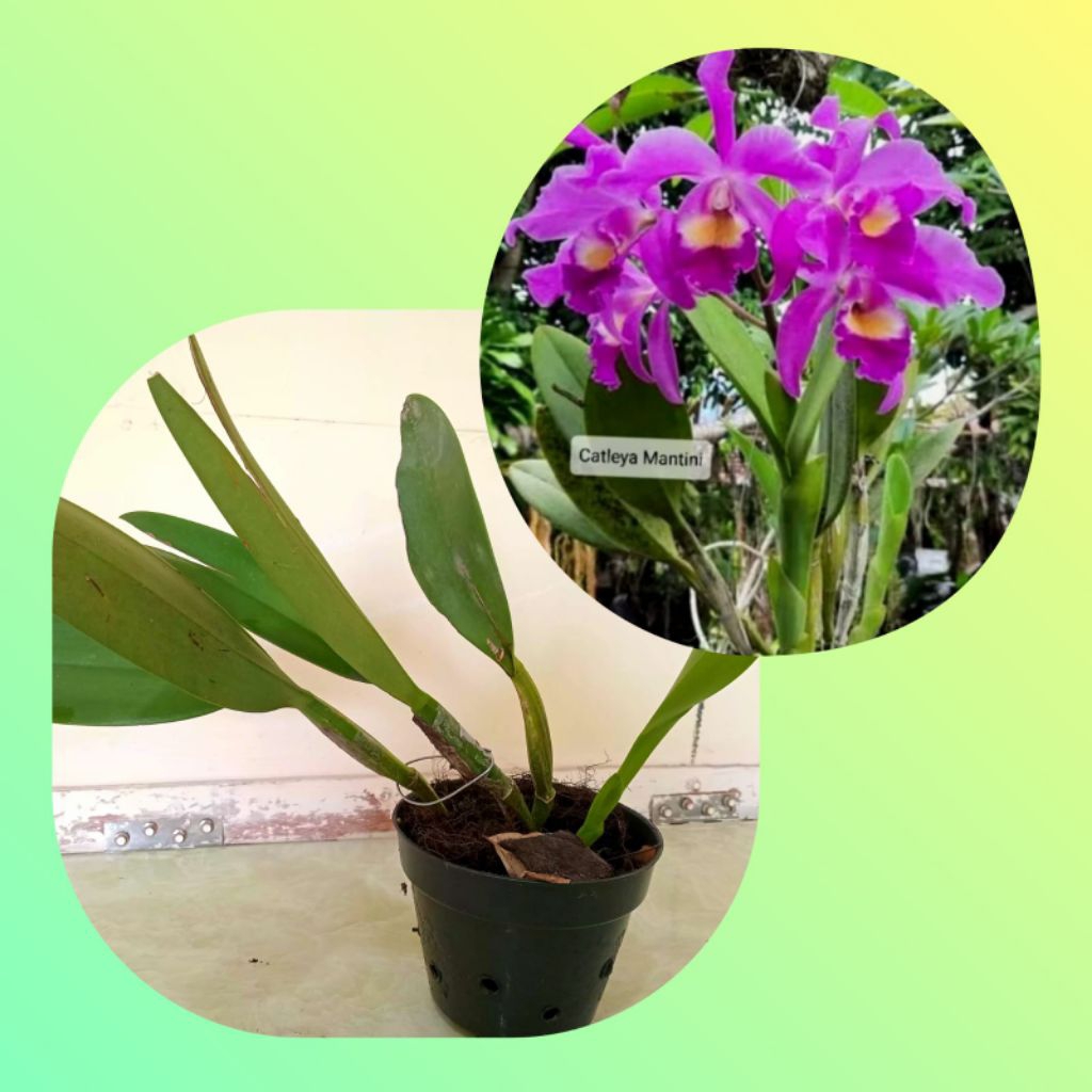 Anggrek Cattleya Mantini