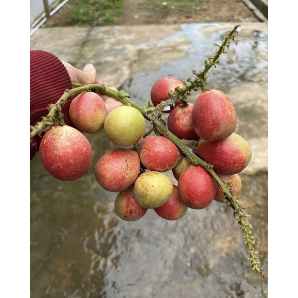 

Promo matoa 3 rasa 1000gram