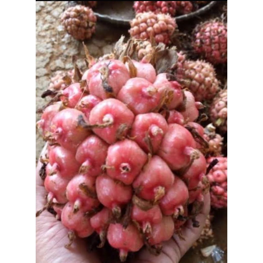 

buah honje buah kecombrang segar 1kg