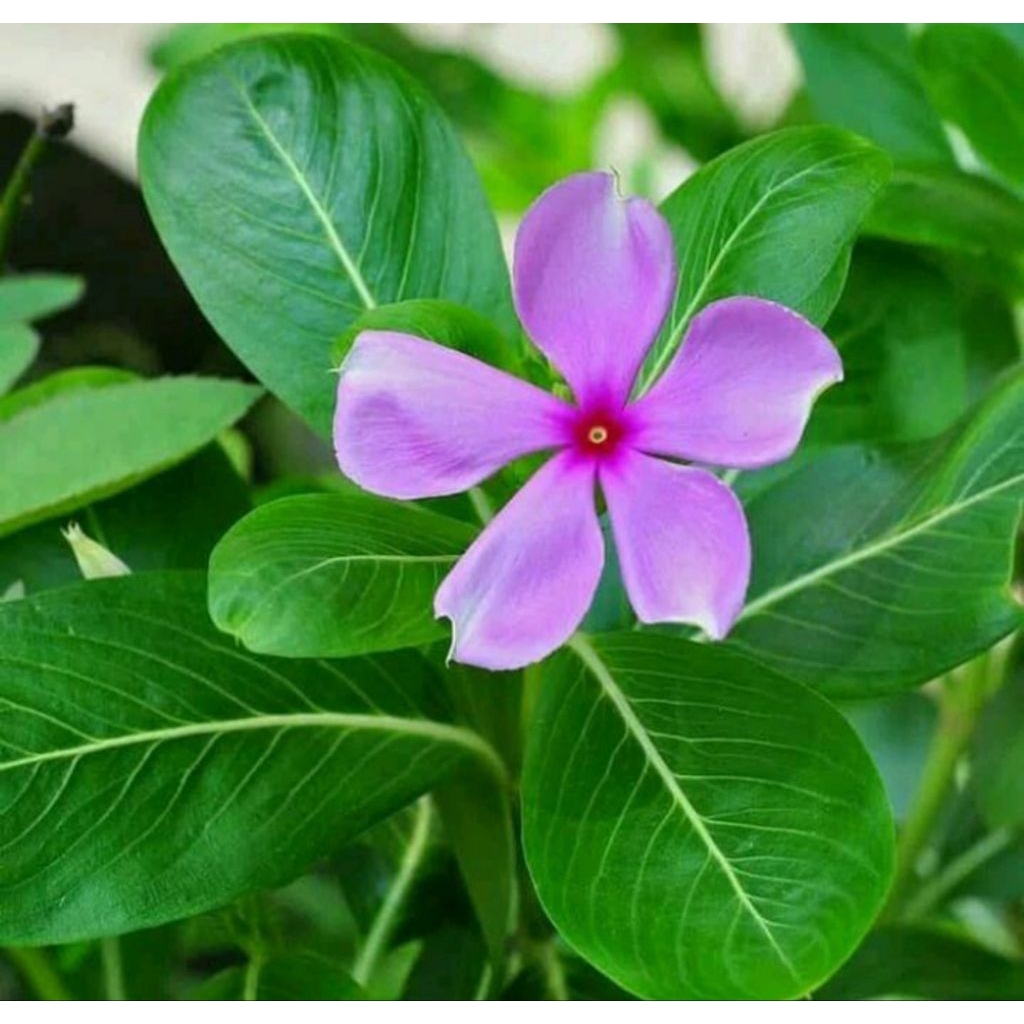 

Daun tapak darah 100 grm