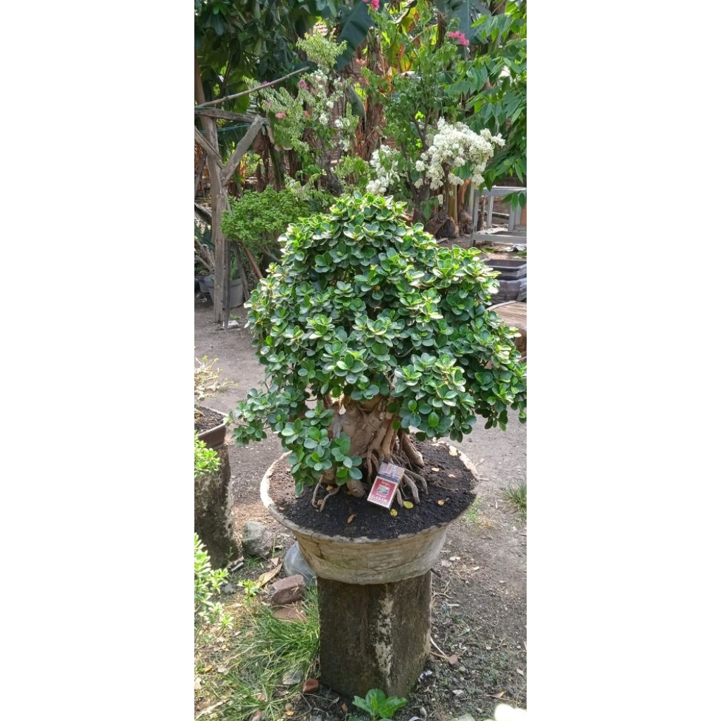 Tanaman hias bonsai dolar mangkok mikro siap pajang