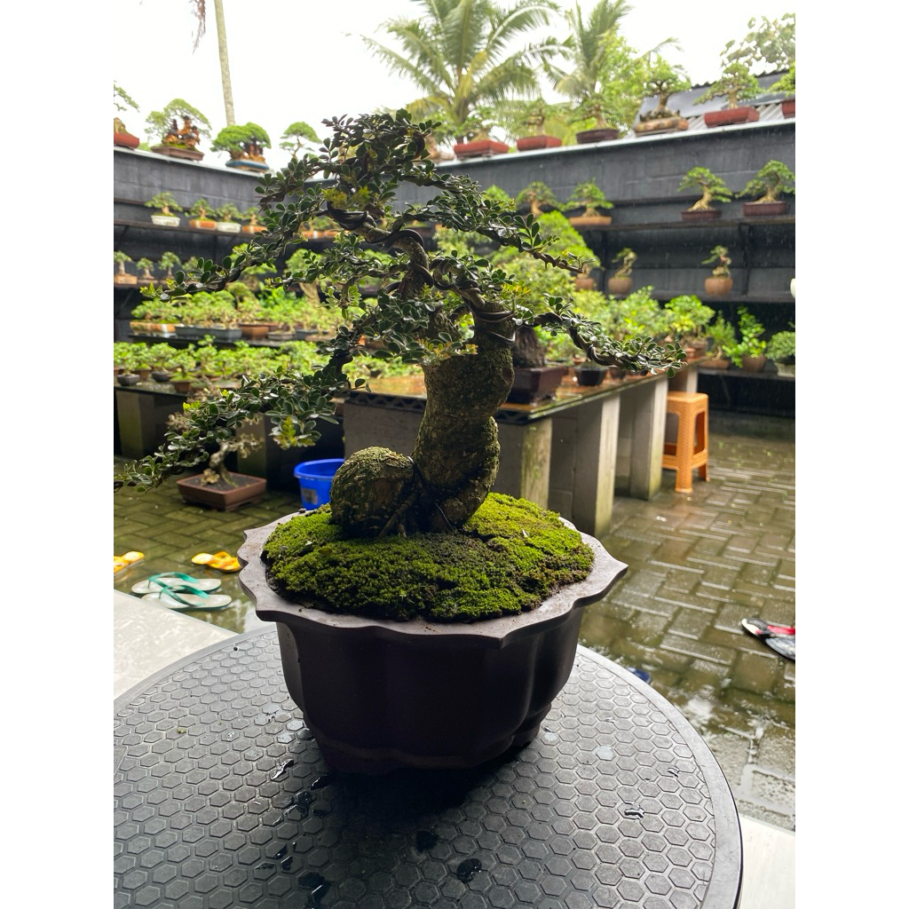 bonsai kawista