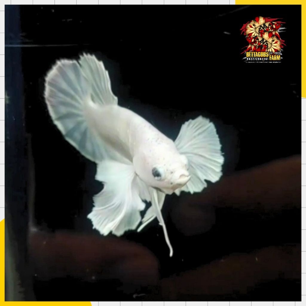 PK Dumbo Ear Putih White Platinum