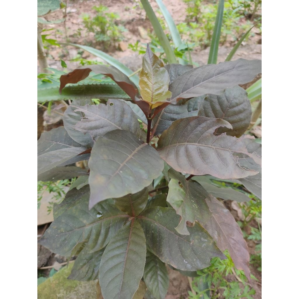 

Daun Ungu Fresh Obat Tradisional Ambeien / Bisul / Pencernaan