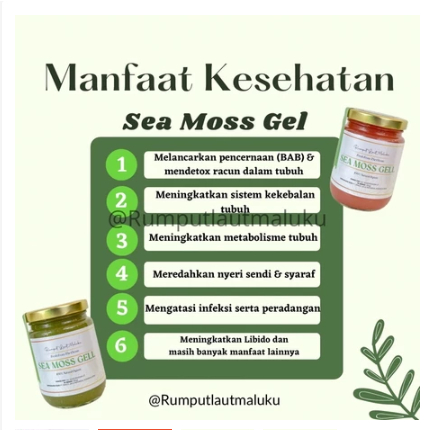 

250GR GOLD SEA MOSS GEL , gold seamoss gel ,gel rumput laut (EUCHEMA COTTONII) BACA DESKRIPSI!!!!