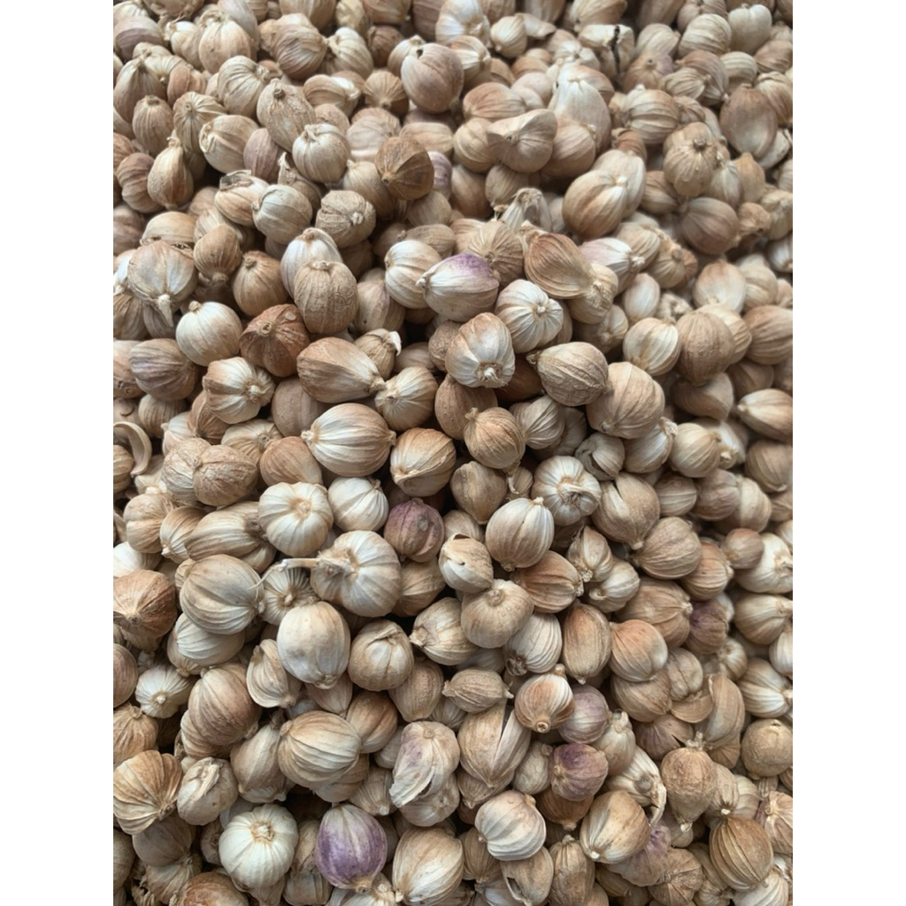 

GROSIR kapulaga kering premium