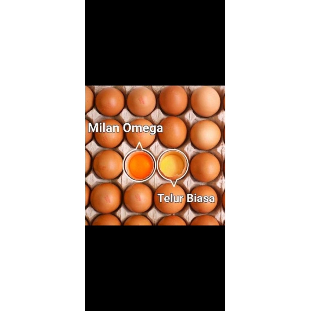 

Telur OMEGA harga per 1kg
