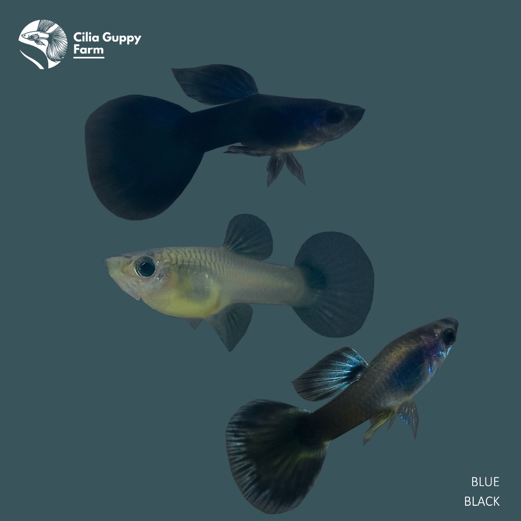 Guppy Blue Black | Hiasan Aquarium | Hiasan Aquascape | Hiasan Akuarium | Ikan Gupy | Ikan Cantik