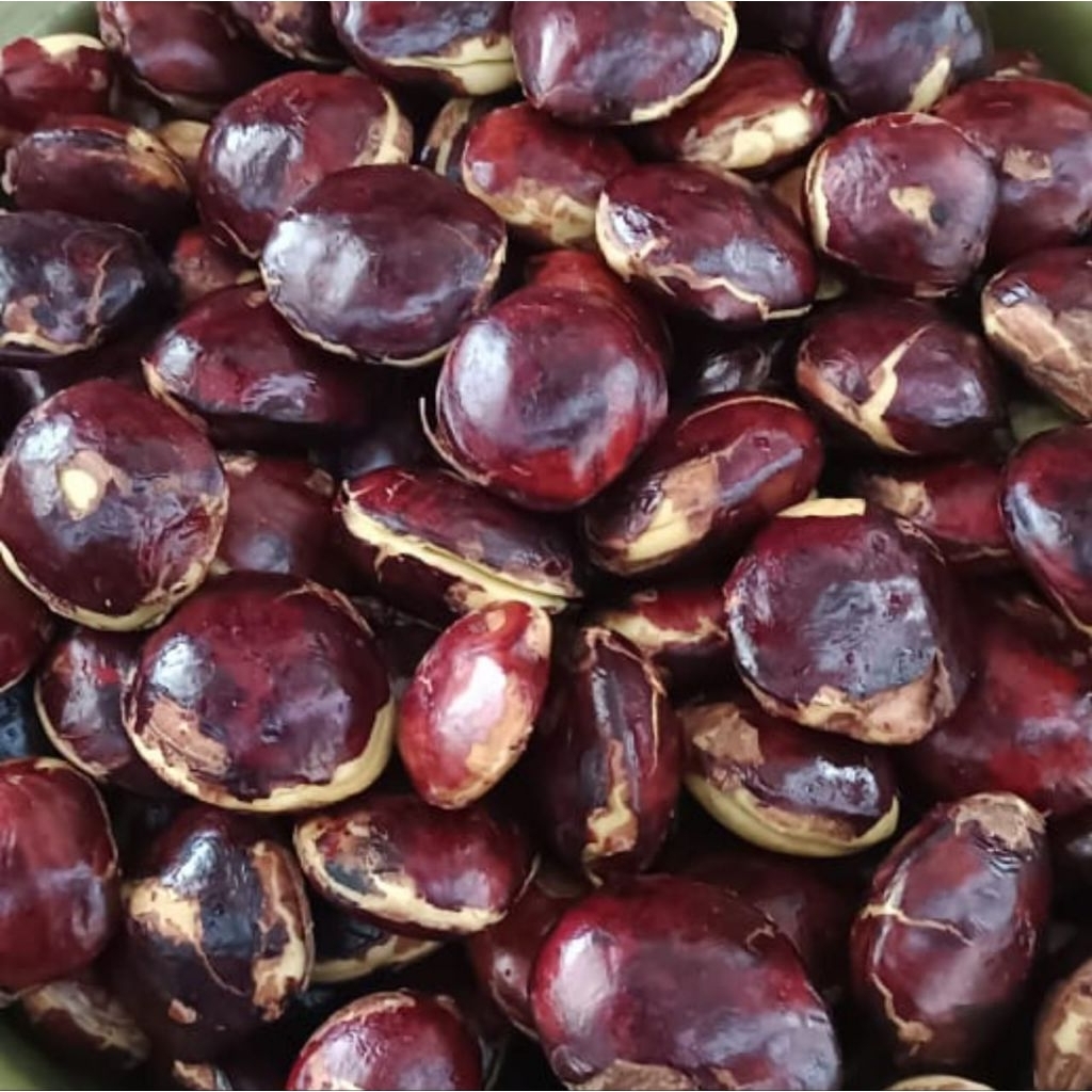 

Jengkol Tua Fresh Mentah 1KG Full Sortir