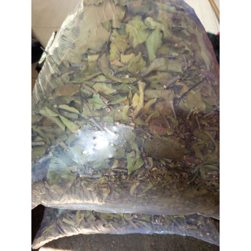 

benalu alpukat kering terbaik 500gram