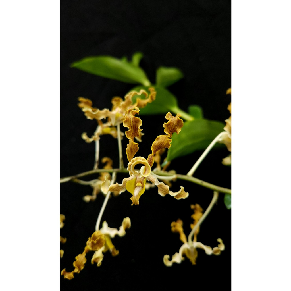 Dendrobium discolor dewasa berbunga