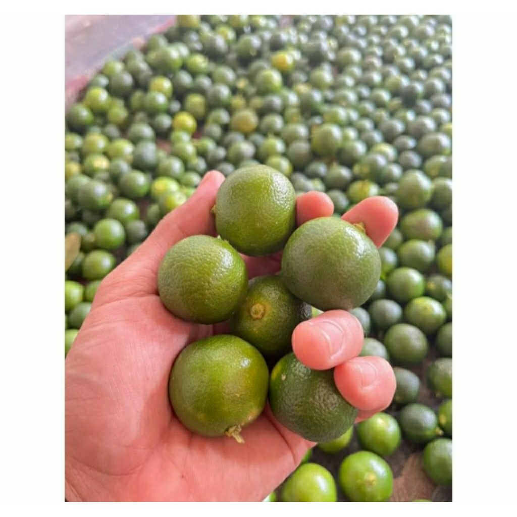 

jeruk kunci jeruk sunkit lemon Cui kasturi(1 kg)