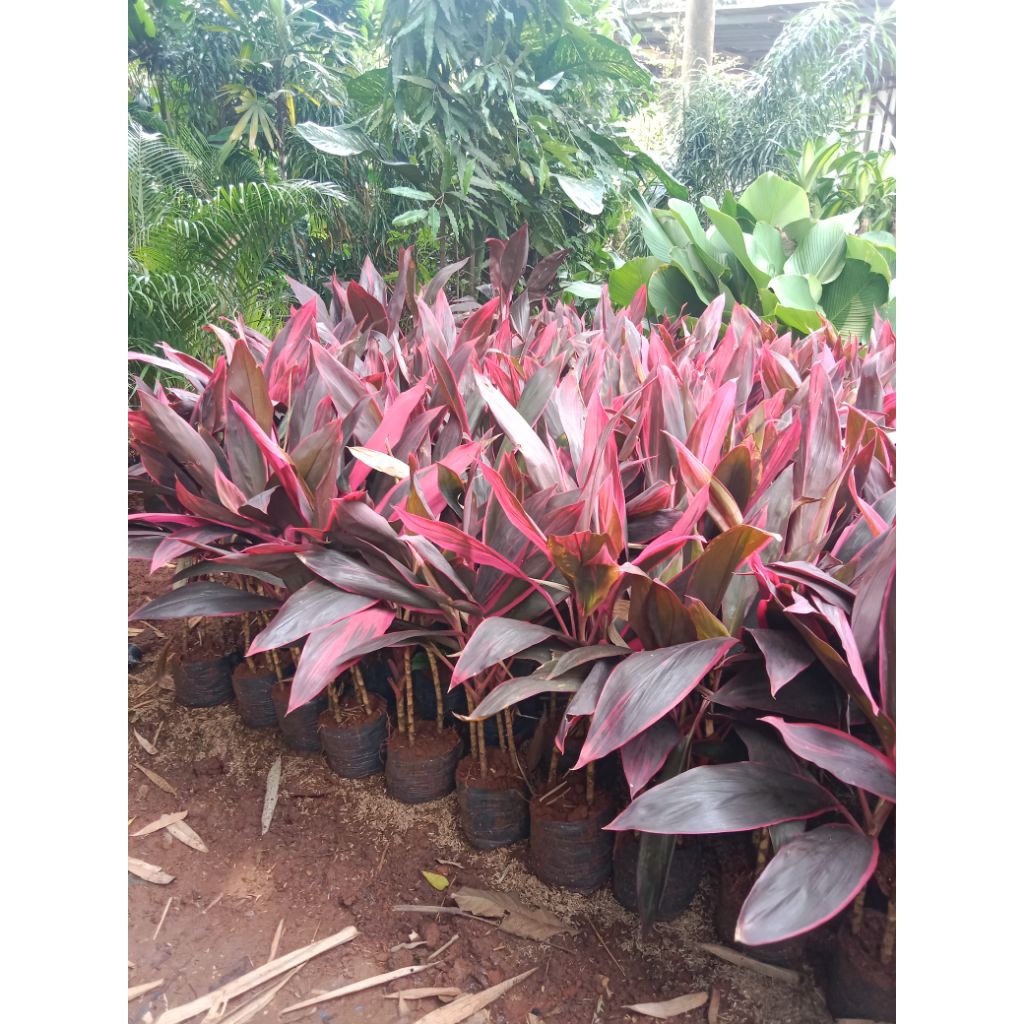 pohon andong merah - tanaman andong