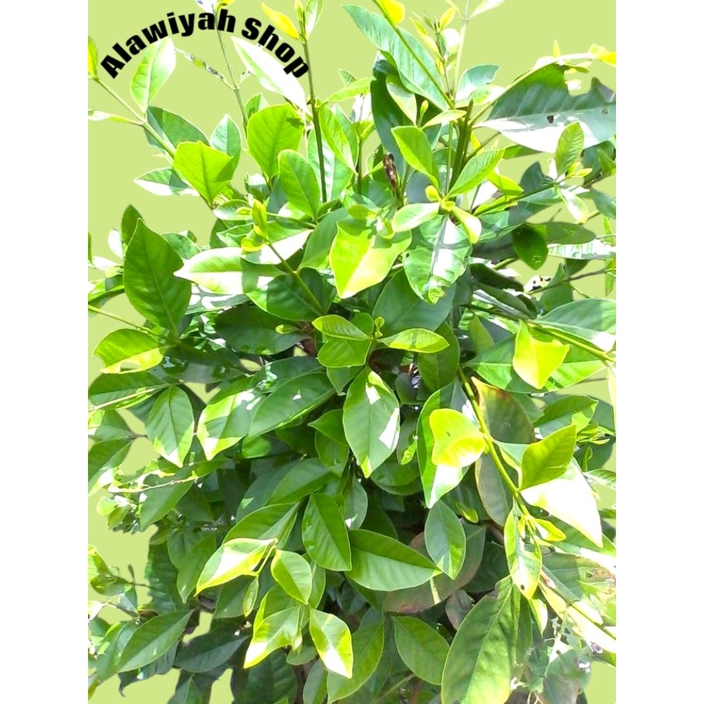 

Daun Salam Segar Fress 200 Gram