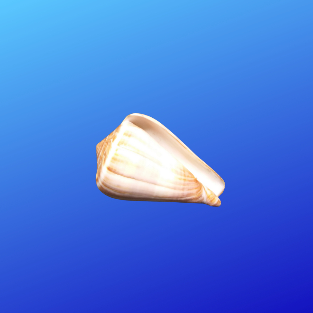 Cangkang Kerang Hias Kerang Hias Aquarium