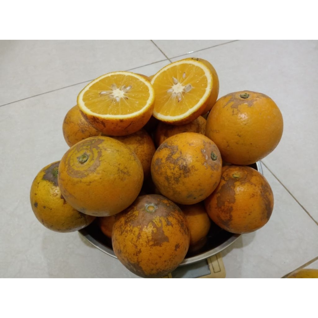 

Jeruk Baby Java / Jeruk Peras pacitan Manis banyak air