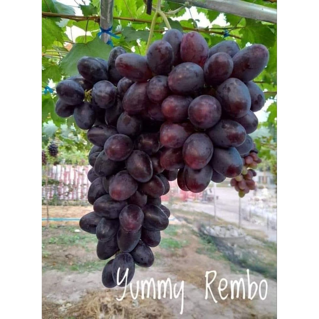 

bibit anggur yumy rembo