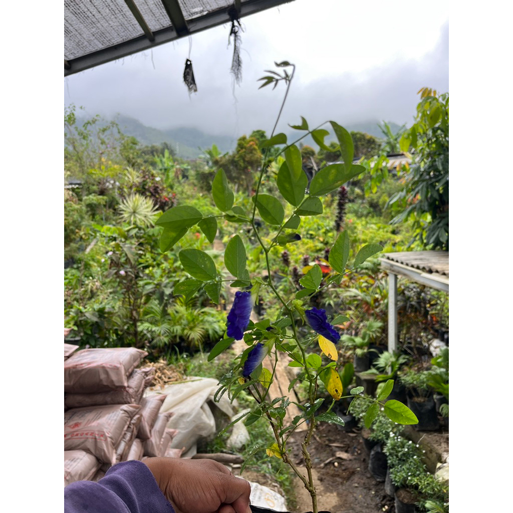 Tanaman Rambat Telang - Tanaman Hias Telang Biru - Tanaman Hias Bunga Telang Biru Mudah Berbunga