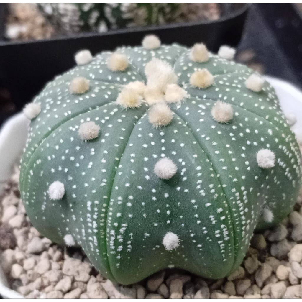 Astrophytum asterias