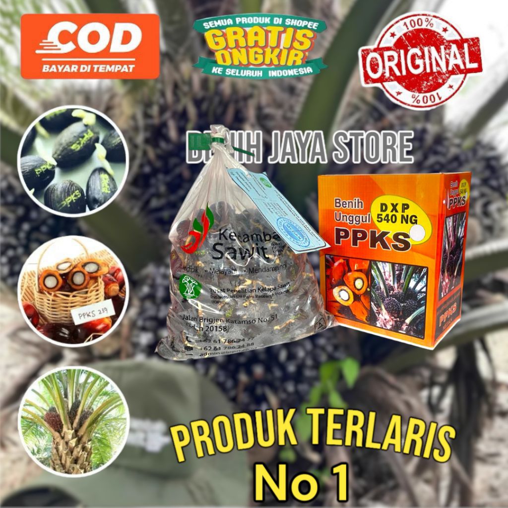 Bibit Benih Kecambah Sawit ORIGINAL PPKS Medan bersertifikat