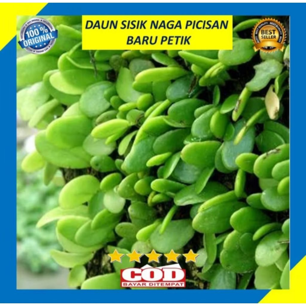 

Daun Sisik Naga / Picisan Segar, Cocok untuk Ramuan Herbal