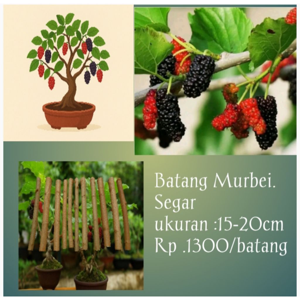 Murbei,Stek Batang,Pohon Murbei