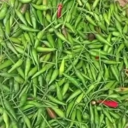 

Cabe Rawit Ijo Cabai Hijau Kecil 250 gr