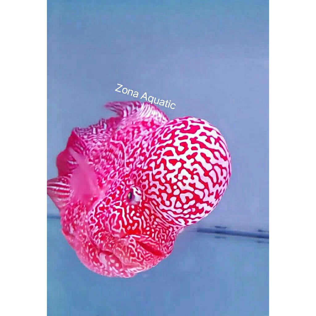 Zona Aquatic kamfa F3 GB Grade A BomHead