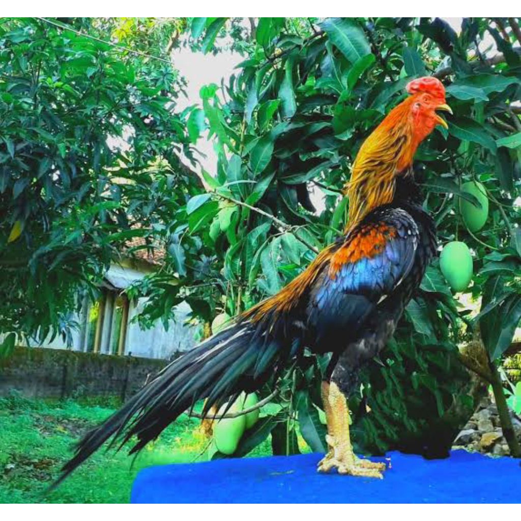 

telur fertil ayam bangkok ekor lidi siap tetas