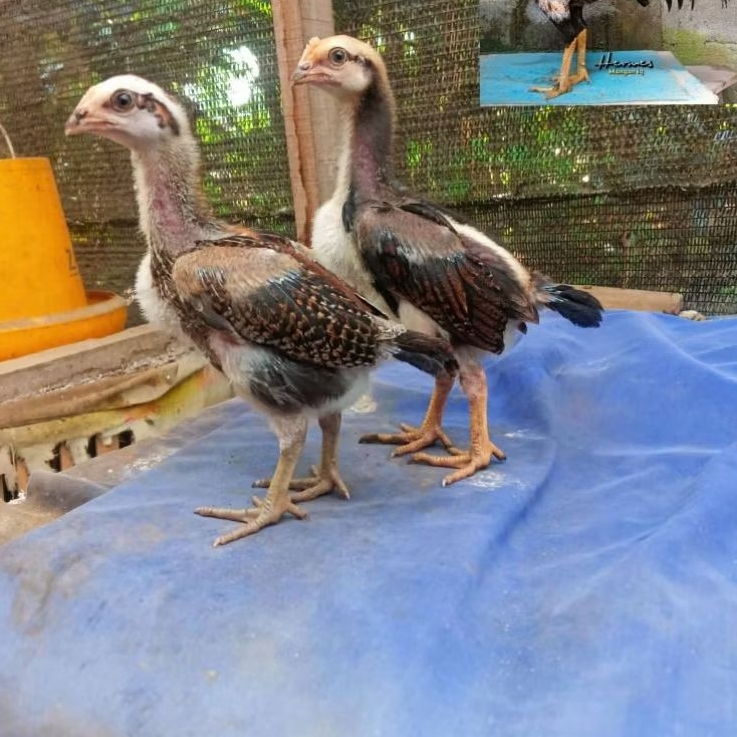 

Telur Ayam Mangon Original 100% Usia 1 Bulan (4y4m Hidup)