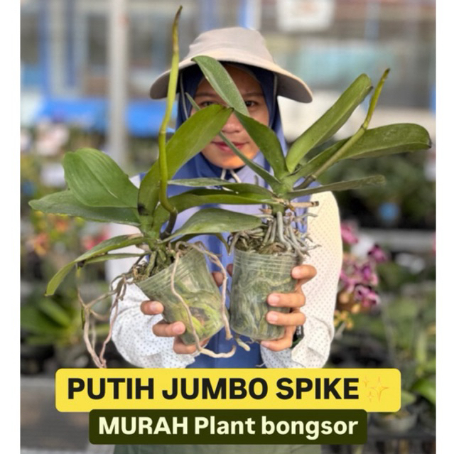 ANGGREK BULAN PUTIH LIDAH KUNING JUMBO KONDISI SPIKE