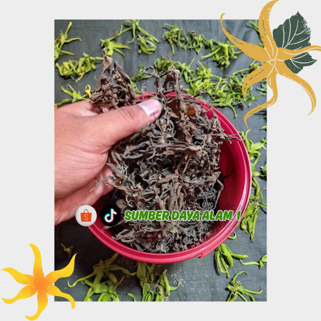 

Bunga Kenanga Kering Dried Cananga 50 gram