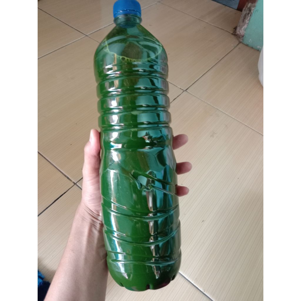 

pewarnaalamidaunsuji