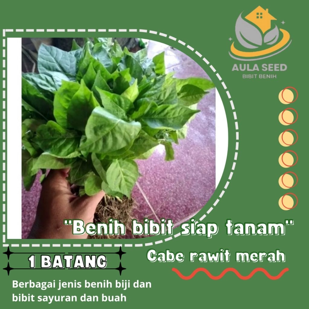 benih bibit cabe rawit merah  cabe setan siap tanam 1 batang
