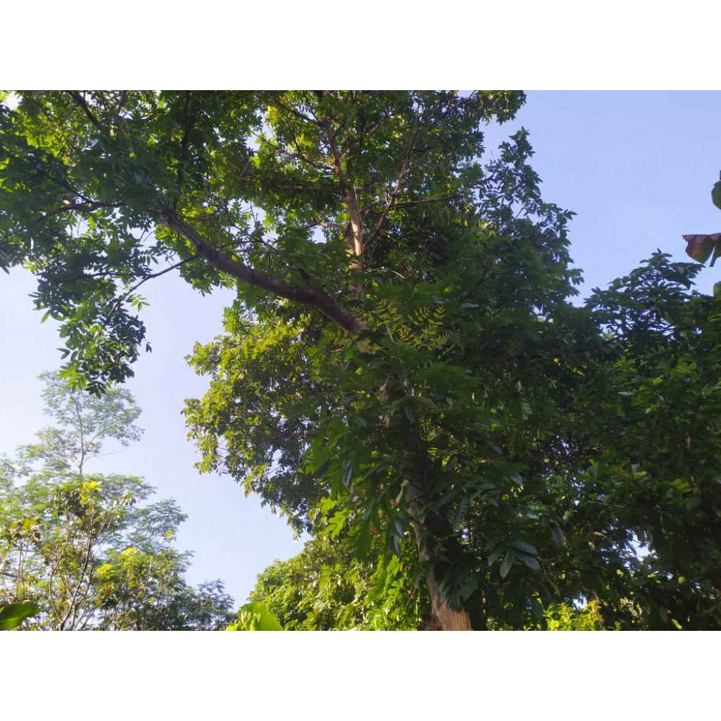 

daun mahoni/mahuni(100 lembar)