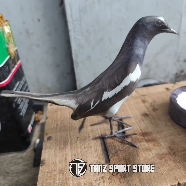 Jontrot burung kacer sangat mirip aslinya / patung manuk oceh kacer/ kcp