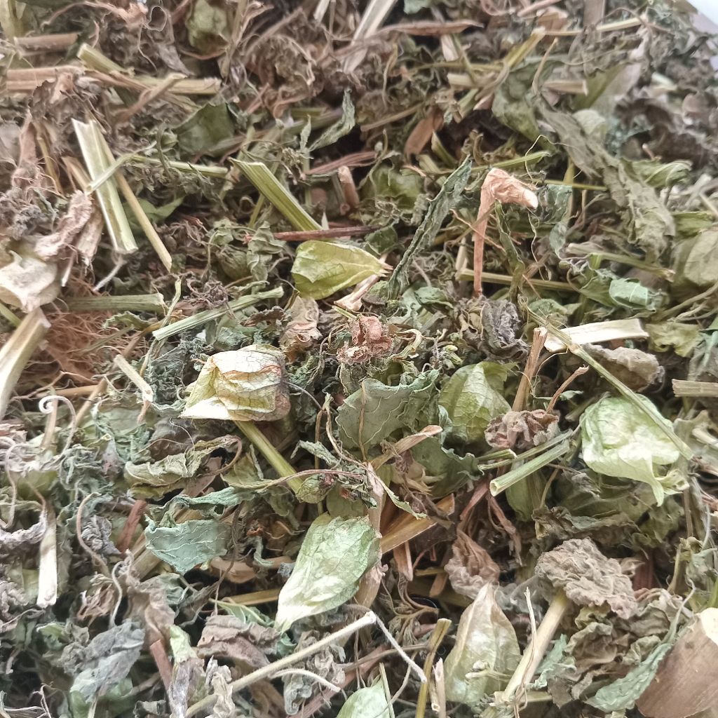 

Jual ciplukan kering kuwalitas bagus pupuk organik 200 g