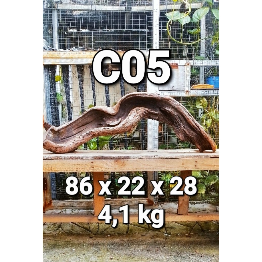 Kayu Santigi Laut Asli Kayu Tenggelam Kayu Aquascape Dekorasi Aquarium