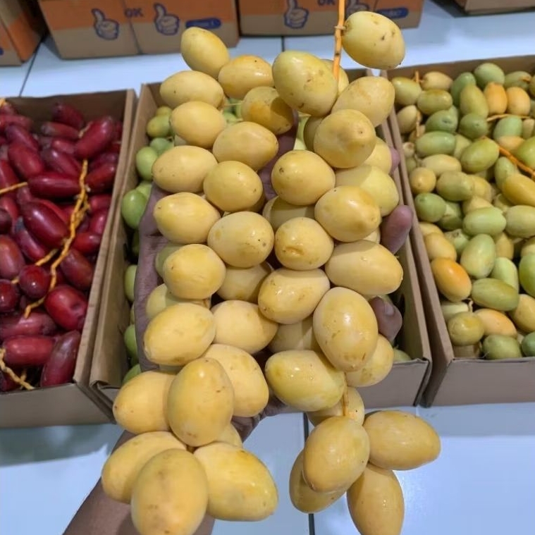 

KurmaMuda | Premium | 3Warna | Fresh~Sweet~Dates | Kurma~Promil