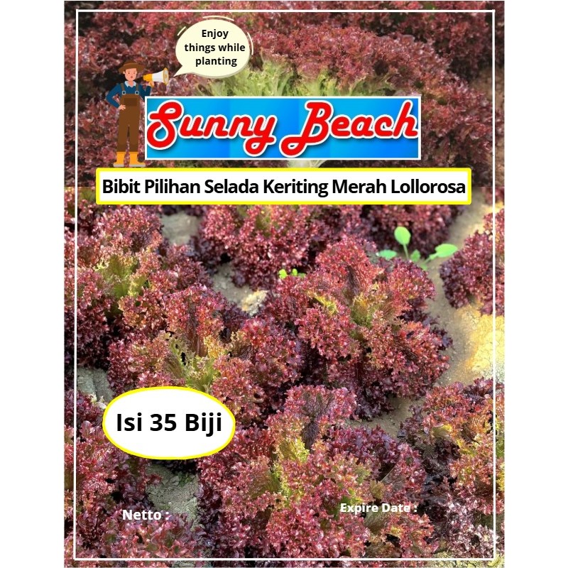 Bibit Pilihan Selada Keriting Merah Lollorosa | Biji Benih Selada Keriting Merah Lollorosa |Selada K