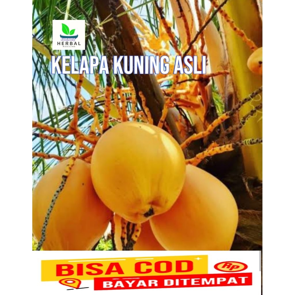 

buah kelapa gading kuning